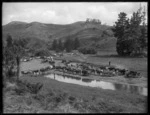 Bullock teams hauling shingle at the Victoria Valley metal pit