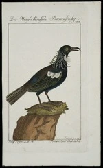 Kruger, jnr, fl 1780? :Der neuseelandische Bienenfresser. Kruger jun del. S 268. Buff. Vogel XXI. Th. Brown, Zool. illustr. tab. 9 [Berlin? ca 1780?]