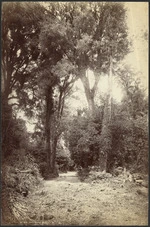 In the Tiki Tapu bush - Photograph taken by George Dobson Valentine