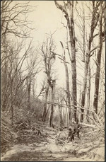 Tiki-Tapu bush, after eruption