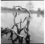 Scenes from within the Department of Maori Affairs, Rotorua, also shows scenes of Lake Rotorua