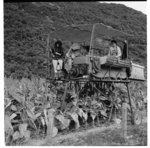 Scenes of tobacco farming, Motueka