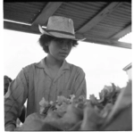 Scenes of tobacco farming, Motueka