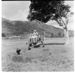 A woman driving a tractor, and school at Raukokore, 1971.
