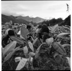 Scenes of tobacco farming, Motueka