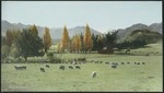 Sheep grazing near Lake Wanaka