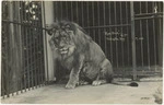 King Dick the lion, Wellington Zoo