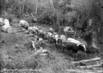 Bullock team hauling kauri logs in the Kaipara area