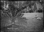 View of a peacock in the garden at the Wanganui Racecourse