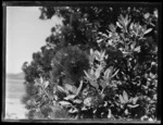 Pohutukawa flowers