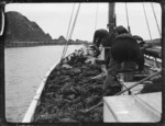 Boat full of crayfish, Island Bay, Wellington