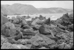Seals at Red Rocks, Wellington