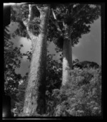 Puketi Forest, Far North District, Northland Region