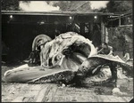 Humpback whale being processed at J A Perano's factory in Tory Channel