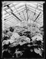 Flowering cinerarias in glasshouse