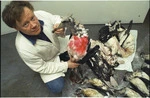 Museum of New Zealand bird curator Sandy Bartle with sea birds killed in long-line fishing lines - Photograph taken by Ross Giblin
