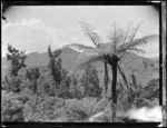 Bush scene on Mokau River