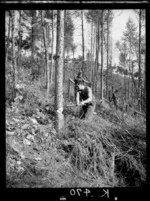 New Zealand soldiers felling trees to build a log cabin, Korea