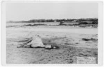 Dead horse lying in mud, after the 1897 flood at Papakura, Hawke's Bay