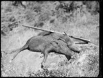 Two wild pigs and rifle lying on rock