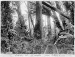 Williams, T R G :Scene at Nireaha, near Eketahuna