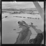 Sheep on a flooded Wairarapa farm