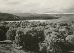 Willows on the shore of Lake Tutira, Hawke's Bay - Photograph taken by John Dobree Pascoe