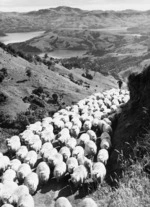Sheep droving, Akaroa