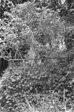 Barbor Family grave, plot 4611, Bolton Street Cemetery