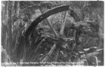 Postcard titled `Remains of water wheel that drove the first Biscuit Factory in New Zealand, Waimate North'