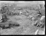 Horses killed in a German bombing raid