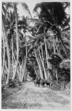Path through the bush, Rarotonga