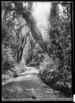 Track on Mt Egmont, in the Dawson Falls area - Photograph taken by Harry Graham