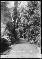 Track on Mt Egmont, in the Dawson Falls area - Photograph taken by Harry Graham