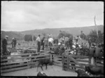 Saleyards at Rangiahua, 1918