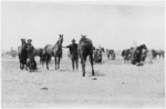 Horses of the Wellington Mounted Rifles, at Zeitoun, Egypt, during World War I