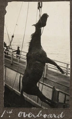 A dead horse being lowered overboard.