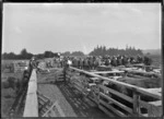 Saleyards at Maungakaramea, 1923