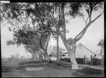 Aikens Street, Ngaruawahia, 1910 - Photograph taken by G & C Ltd