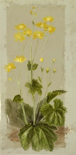 Harris, Emily Cumming, 1837?-1925 :[Ranunculus insignis. 1890s?]