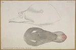 Ellis, William Wade, d 1785 :Head of the duck from Unalaschka [1779]