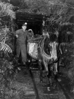 Mule dragging loaded coal wagons from a mine entrance, with a miner standing by, West Coast Region