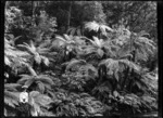 Native bush on the Korokoro track.