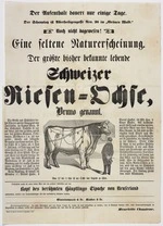 Chanteur, Henriette: Eine seltene Naturerscheinung. Der größte bisher bekannte lebende Schweizer Riesen-Ochse, Bruno genannt