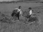 Young boys in a field holding bundles of grain, Sefton, Canterbury