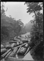 Kauri boom at Piha