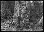 Sawing a kauri tree after it has been scarfed, near Piha.