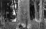 Dendroglyph, Chatham Islands
