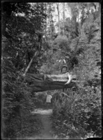 Native bush at Korokoro, with Albert Percy Godber standing on a large tree trunk which had fallen above the track, and his daughter Phyllis (aged 7) standing below. At Korokoro, 27 December 1910.