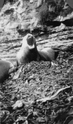 Seals at Owenga, Chatham Islands